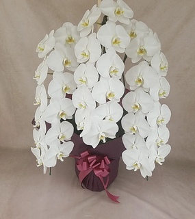 胡蝶蘭大輪 白 3本立ち 30輪〜35輪前後 | 胡蝶蘭ならHitoHana(ひとはな)