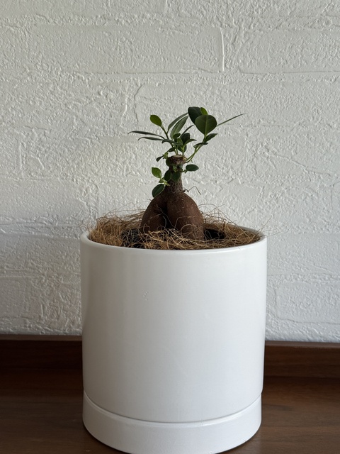 植木鉢 オーセ 15 W 4号鉢用 ホワイト #FARM 19015 | 鉢カバー・植木鉢