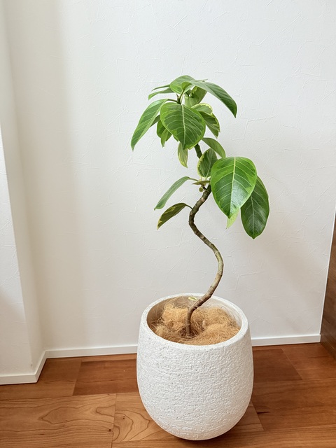 観葉植物 フィカス アルテシーマ 5号 曲り プラスチック鉢 | 観葉植物