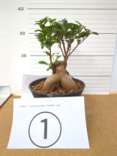 観葉植物 ガジュマル 7号 股仕立て プラスチック鉢 | 観葉植物なら
