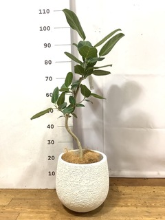 フィカス 約60cm　鉢付き フィカス 約60cm 鉢付き 【公式通販】