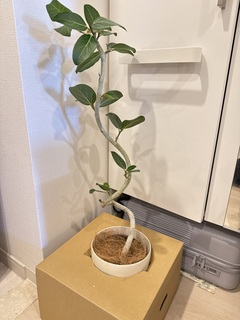 観葉植物 フィカス ベンガレンシス 5号 曲り プラスチック鉢 | 観葉