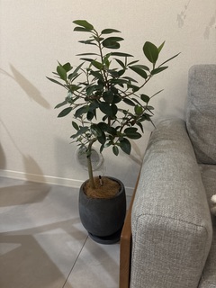 観葉植物 フランスゴムの木 6号 曲り プラスチック鉢を送料無料で翌日