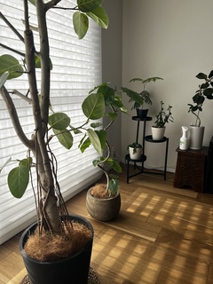観葉植物 フィカス ウンベラータ 5号 曲り エルナ 0 B 付き | 観葉植物