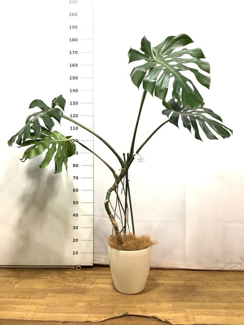 観葉植物 モンステラ 8号 根あがり ラスターポット 付き | 観葉植物