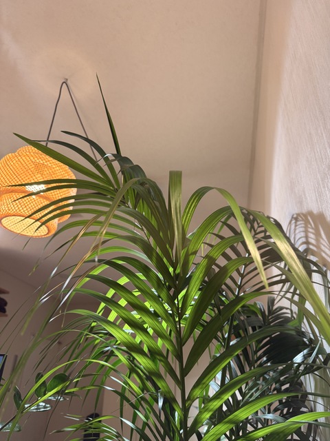 観葉植物 ケンチャヤシ 10号 プラスチック鉢 | 観葉植物ならHitoHana