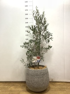 観葉植物 オリーブ 10号 チプレッシーノ エコストーンwhite 付き