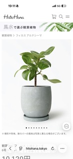 観葉植物 フィカス アルテシーマ 6号 ストレート プラスチック鉢