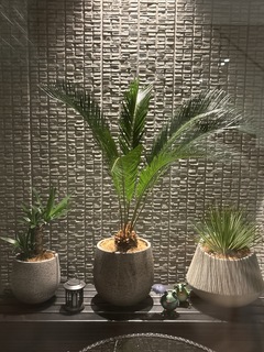 観葉植物 ソテツ 8号 プラスチック鉢 | 観葉植物ならHitoHana(ひとはな)