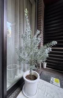 観葉植物 アカシア ブルーブッシュ 8号 プラスチック鉢 | 観葉植物なら