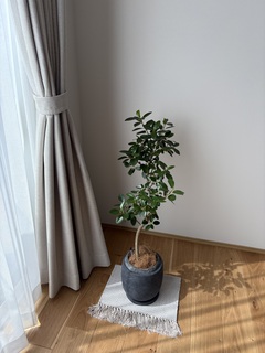 観葉植物 フランスゴムの木 6号 曲り プラスチック鉢を送料無料で翌日