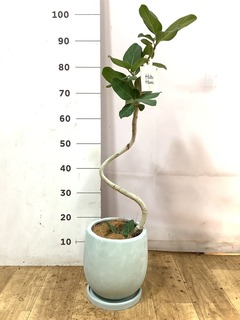 観葉植物 フィカス ベンガレンシス 6号 曲り ストーンウェア
