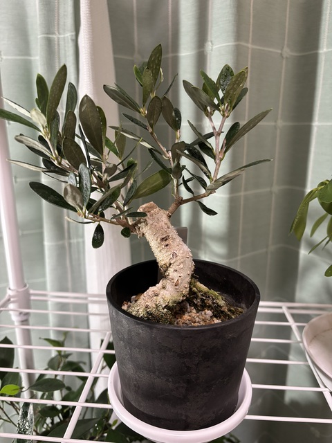 観葉植物 オリーブ 3号 創樹 盆栽仕立て | 観葉植物ならHitoHana(ひとはな)