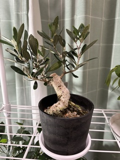 観葉植物 オリーブ 3号 創樹 盆栽仕立て | 観葉植物ならHitoHana(ひとはな)