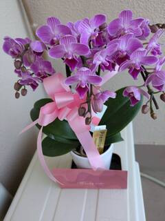 ミニ胡蝶蘭 ピンク 花笑み 2本立ち 陶器（白）鉢付き | 胡蝶蘭なら