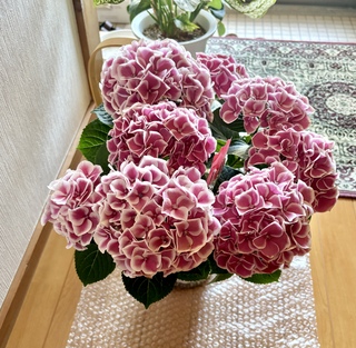 母の日】あじさい 鉢植えのお花 ホットチボリ ピンク ウッドポット