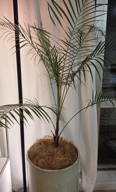 ヒメココス | 観葉植物 | インテリアやギフトに - Hitohana（ひとはな）