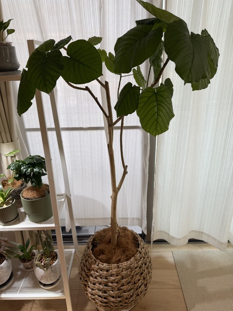 鉢カバー LushBasket（ラッシュバスケット） 8号鉢用 Natural #stem