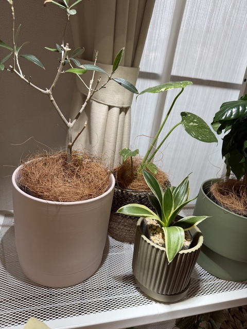 鉢カバー・植木鉢 リア ピンク M 4号鉢用 #murmures YM-005MPi | 鉢