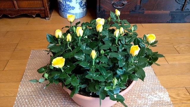 ミニバラ 寄せ植え 鉢 ミニバラ バラ 鉢植え プレゼント 誕生日 結婚