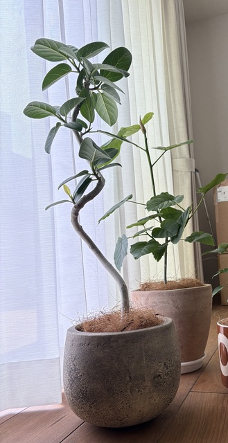 フィカス ベンガレンシス 曲がり | 観葉植物の通販ならHitoHana