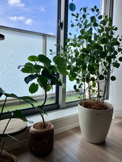 観葉植物 ユーカリ 8号 ポポラス（ポリアンセモス） プラスチック鉢