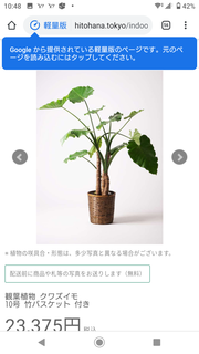 観葉植物 アロカシア 10号 オドラ（クワズイモ） 竹バスケット 付き