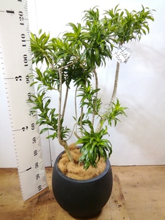 観葉植物 ドラセナ ソング オブ ジャマイカ 8号 竹バスケット 付き