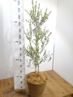 観葉植物 オリーブの木 8号 カヨンヌ プラスチック鉢 / 小倉園 | 観葉 観葉植物 オリーブの木 8号 カヨンヌ プラスチック鉢 / 小倉園 | 観葉