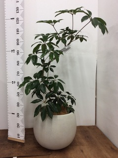 観葉植物 ツピダンサス 8号 曲り プラスチック鉢 | 観葉植物なら