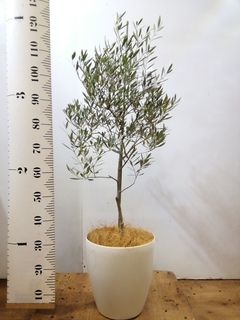 観葉植物 オリーブの木 8号 オヒブランカ プラスチック鉢 / 小倉園