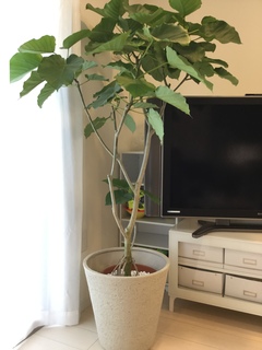 鉢カバー ビアスソリッド 10号鉢用 アイボリー #GREENPOT EB