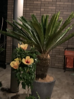 観葉植物 ソテツ 10号 プラスチック鉢 | 観葉植物ならHitoHana(ひとはな)
