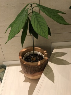 鉢カバー Mango Wood(マンゴーウッド) フラワーベース 6号鉢用