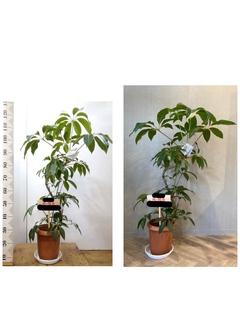 観葉植物 ツピダンサス 8号 曲り プラスチック鉢 | 観葉植物なら