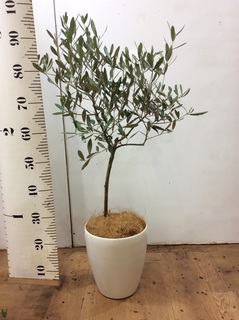 観葉植物 オリーブ 6号 創樹 プラスチック鉢 | 観葉植物ならHitoHana