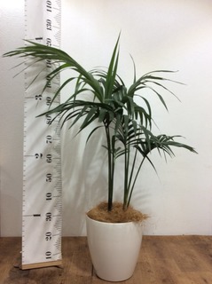 ケンチャヤシ　8号　120センチ　現品 観葉植物 ケンチャヤシ 8号 プラスチック鉢 | 観葉植物なら