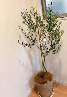 観葉植物 オリーブ 8号 ルッカ プラスチック鉢 | 観葉植物なら