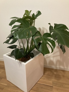 鉢カバー バスク キューブ 8号鉢用 #GREENPOT GA-0140WH | 鉢カバー