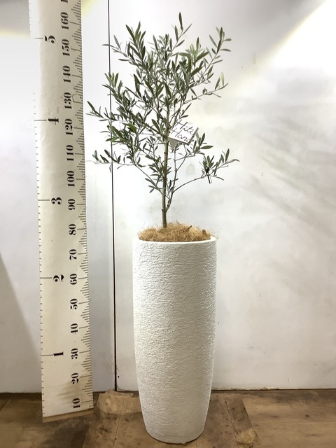 観葉植物 オリーブの木 8号 コラティーナ (コラチナ) エコストーン
