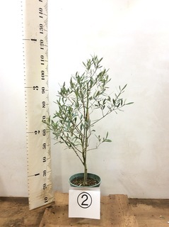 観葉植物 オリーブの木 8号 コラティーナ (コラチナ) ラスターポット