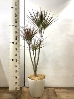 B4A45515-0CA3-42C6-9446-