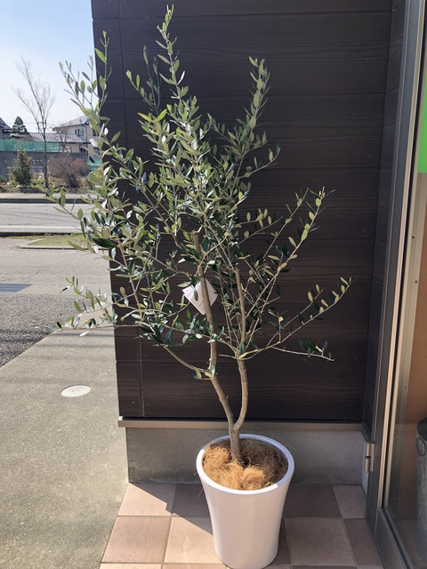 観葉植物 オリーブ 8号 ルッカ サブリナ 白 付き | 観葉植物なら