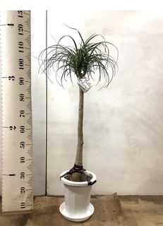 観葉植物 トックリラン ポニーテール 8号 プラスチック鉢 | 観葉植物