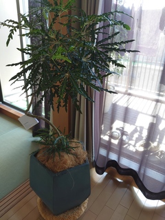 観葉植物 グリーンアラレア 8号 曲り プラスチック鉢 | 観葉植物なら