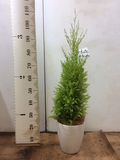 観葉植物 ゴールドクレスト 6号 ノーマル ラスターポット 付き