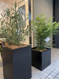 オリーブの木　コラティナ 観葉植物 オリーブの木 8号 コラティーナ (コラチナ) エコストーンGray
