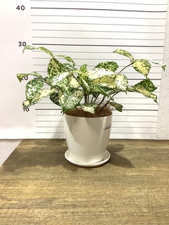 観葉植物 ドラセナ ゴッドセフィアーナ 4号 Mango Wood(マンゴー