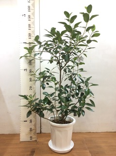 都内のでお願いします。高さ約１９０ｃｍの柏葉ゴムの木（十号鉢） 都内のでお願いします。高さ約190cmの柏葉ゴムの木（十号