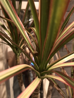 観葉植物 ドラセナ コンシンネ レインボー 8号 ストレート リブ